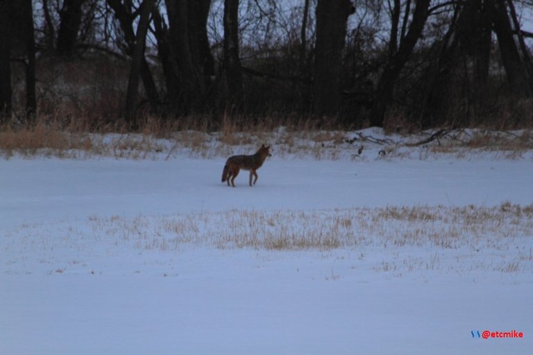 nature coyote image.jpg